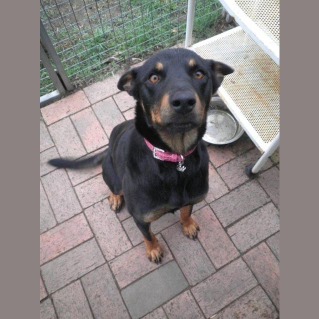 Photo of Bella (On Trial)