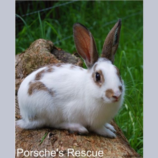 Photo of Cotton Socks  Desexed And Vaccinated