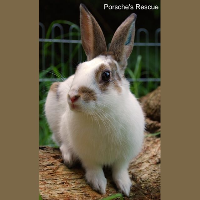 Photo of Cotton Socks  Desexed And Vaccinated