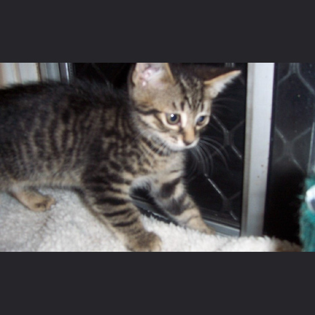 Photo of Toby