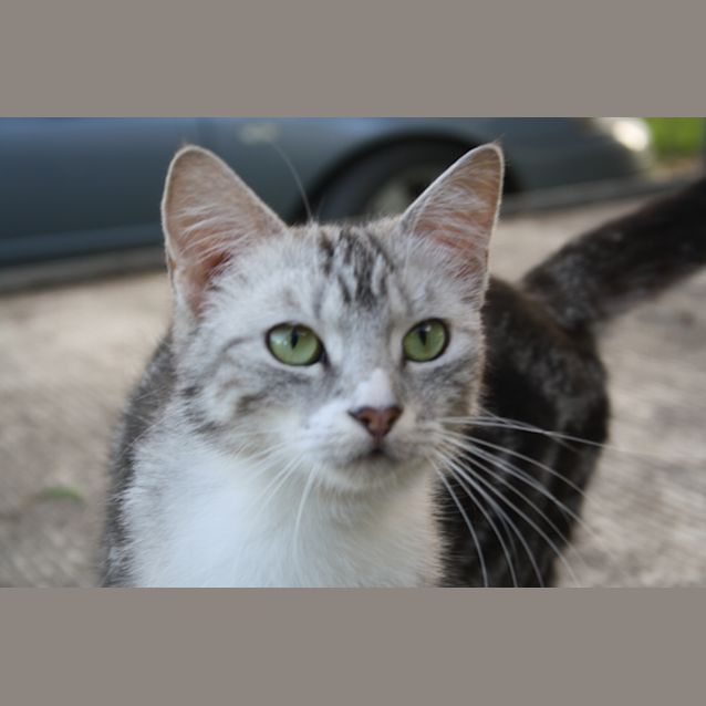 Photo of Diamond