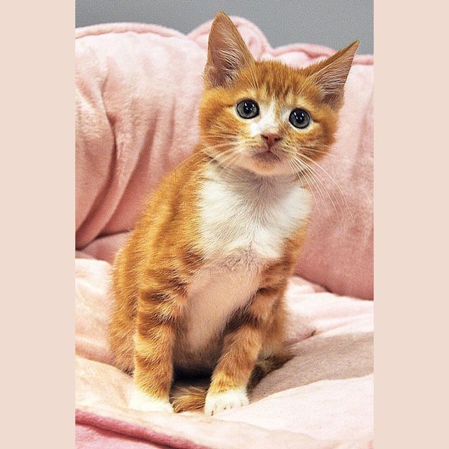 Photo of Tangelo
