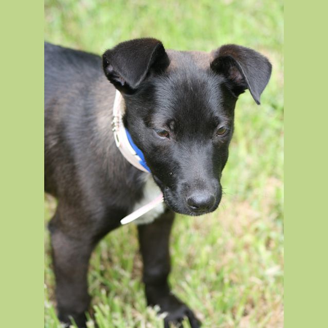 Photo of Pepper (On Trial)