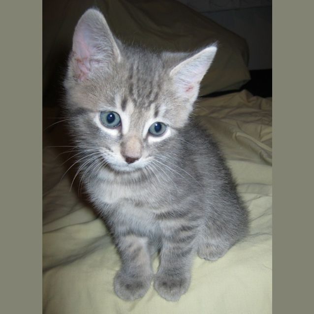 Photo of Casper (Nc001) 