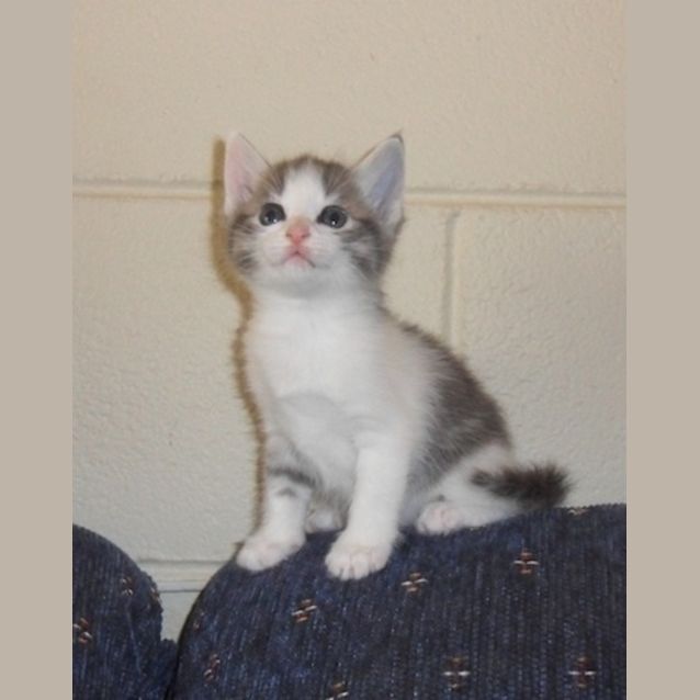 Photo of Honey (Nc002) 