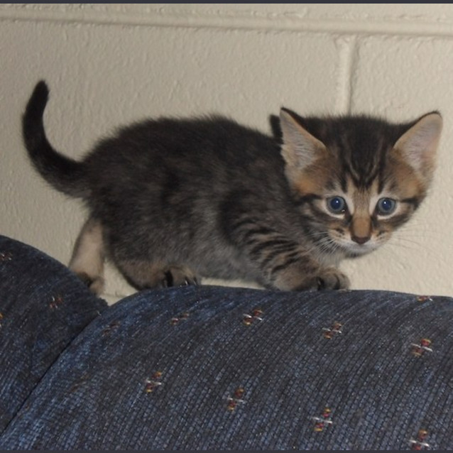 Photo of Ricky (Nc006) 