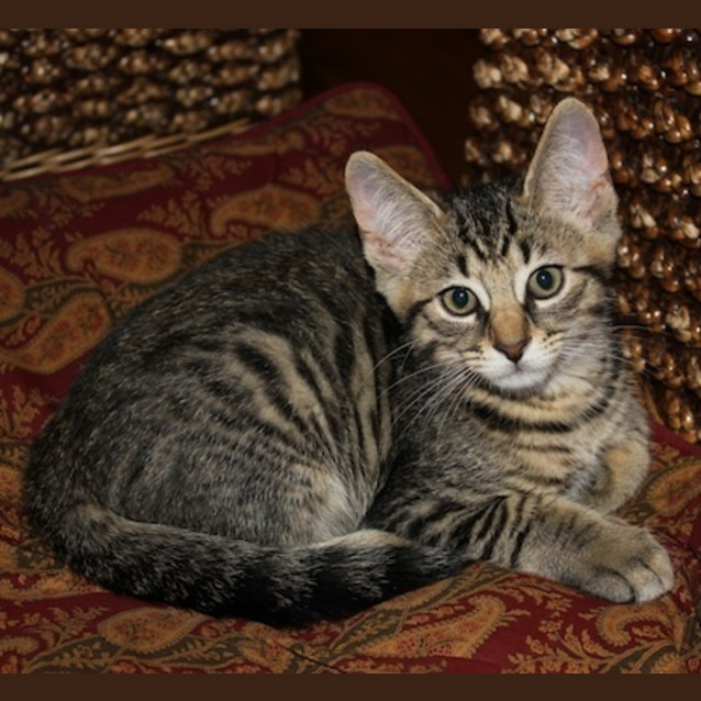 Photo of Ricky (Nc006) 