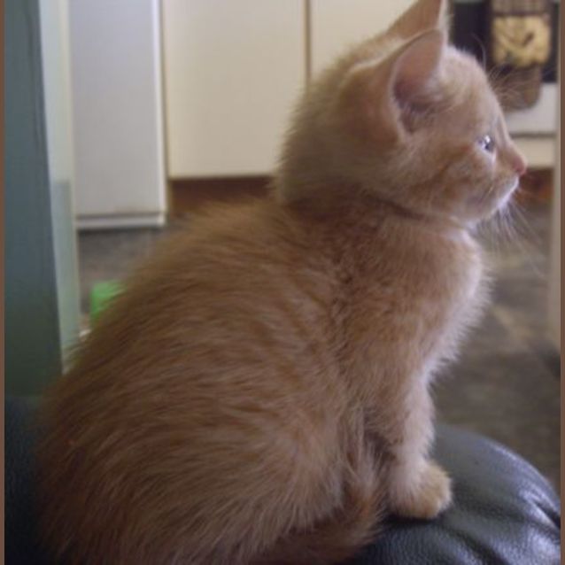 Photo of Strawberry