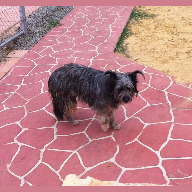 Photo of Skye Av390 *Adoption Pending 12/12*