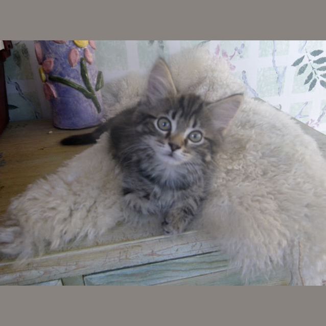 Photo of Flynn
