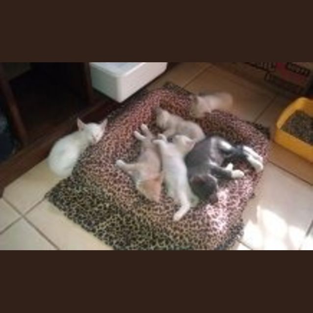 Photo of Tina's Kittens