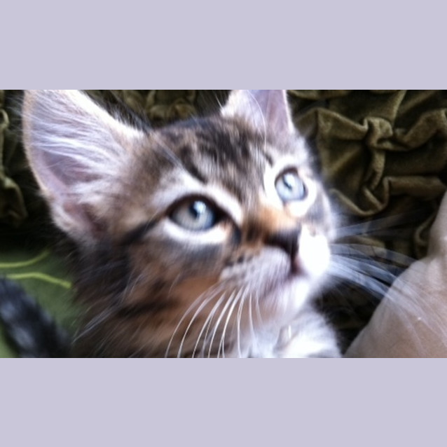 Photo of Amber
