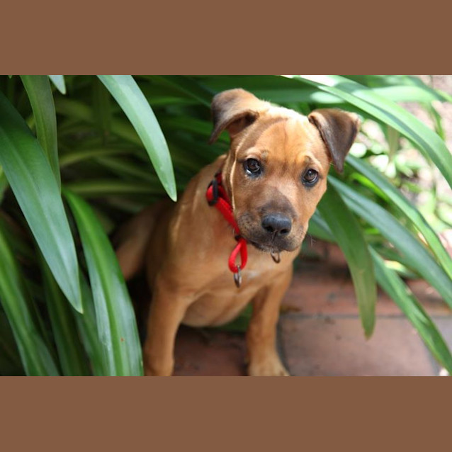 Photo of Abby .....Ridgeback X Pup