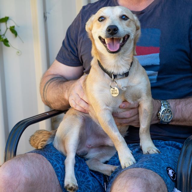 Photo of Little Lamb (Ringo)