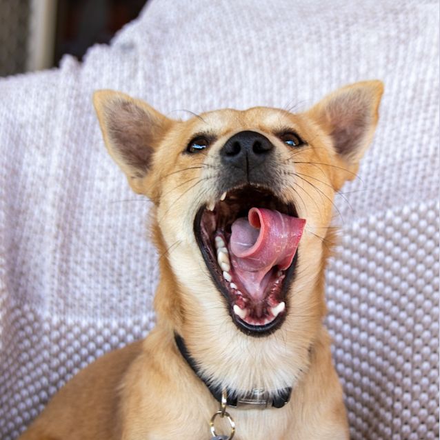 Photo of Little Lamb (Ringo)