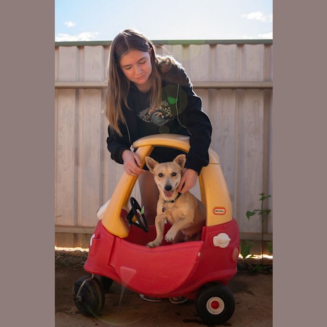 Photo of Little Lamb (Ringo)