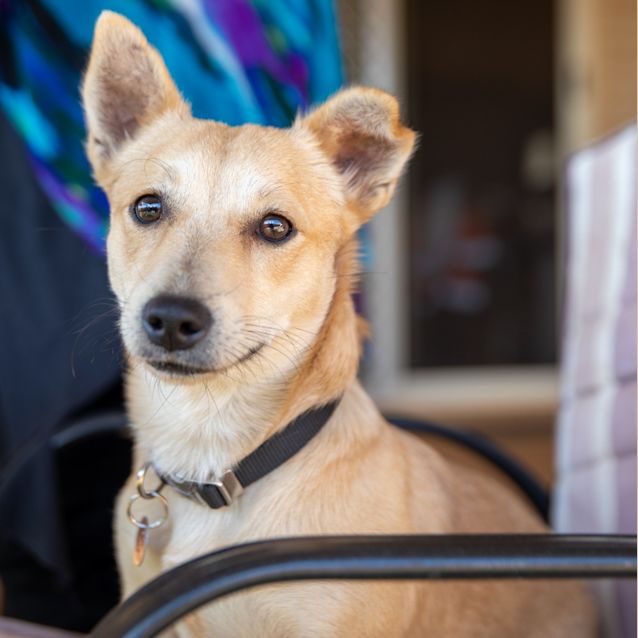 Photo of Little Lamb (Ringo)