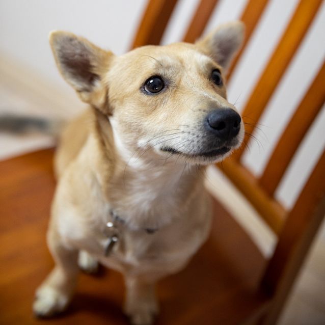 Photo of Little Lamb (Ringo)