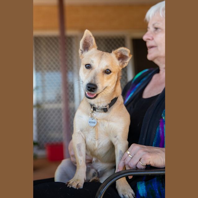 Photo of Little Lamb (Ringo)