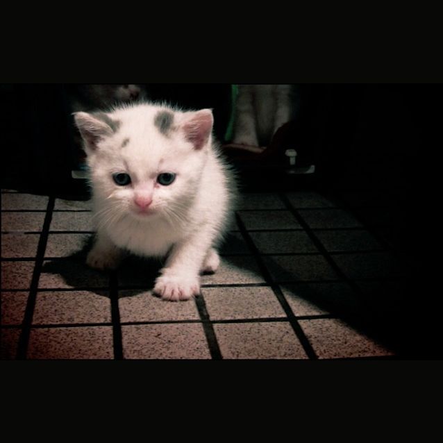 Photo of Junior *Adoption Pending*