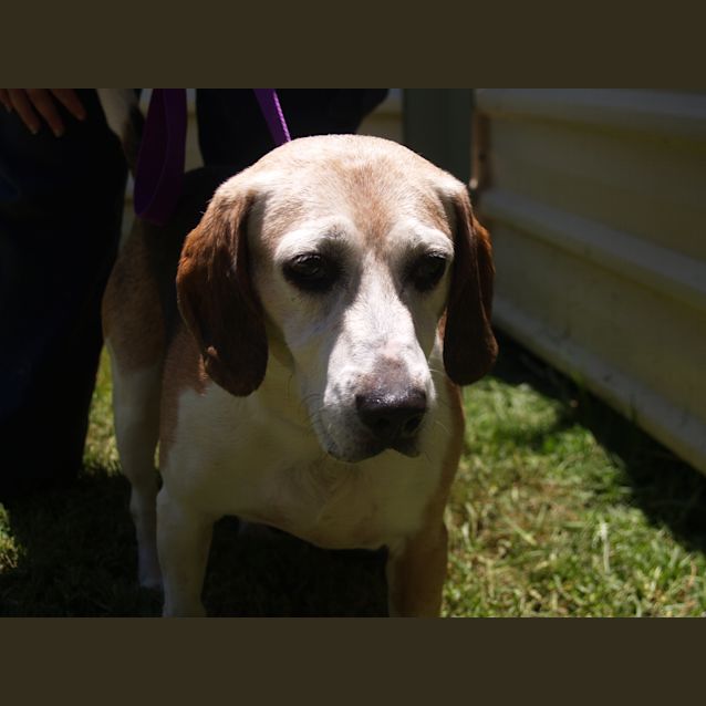 Photo of Phoebe