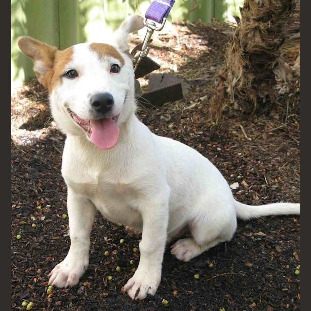 Photo of Ziggy (D2013)