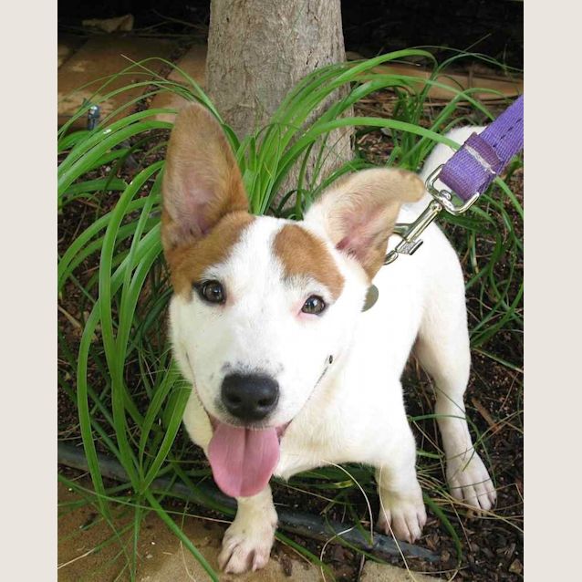 Photo of Ziggy (D2013)