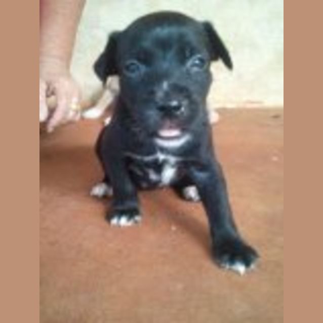 Photo of Stella