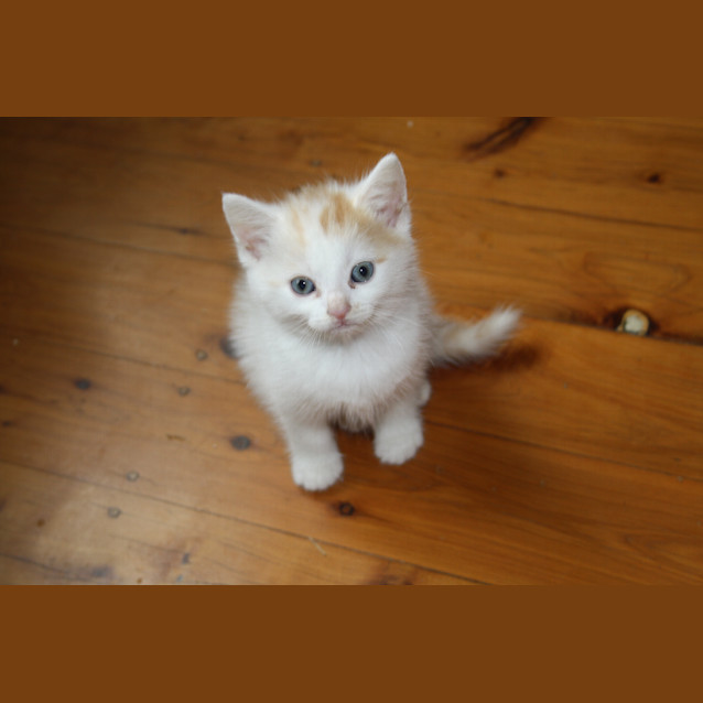 Photo of Minja