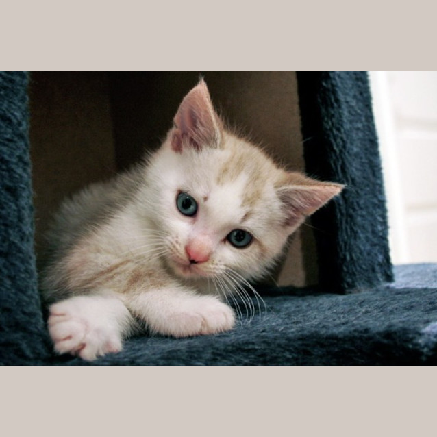 Photo of Gizzmo *Adoption Pending*