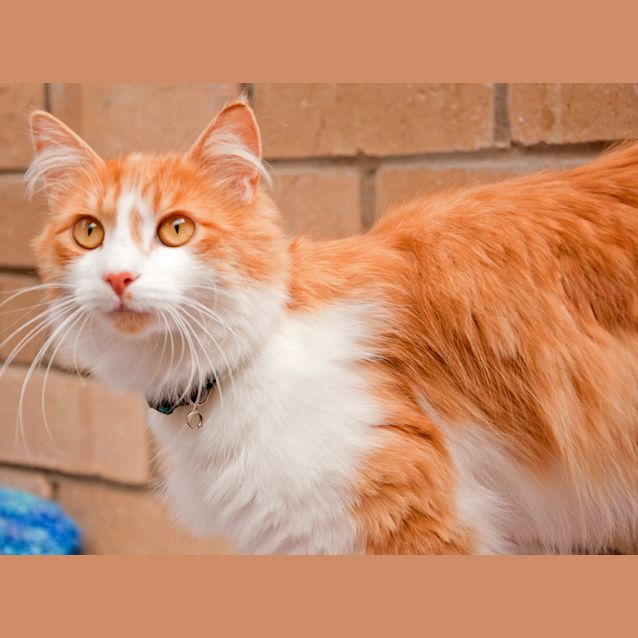 Photo of 962 Toby
