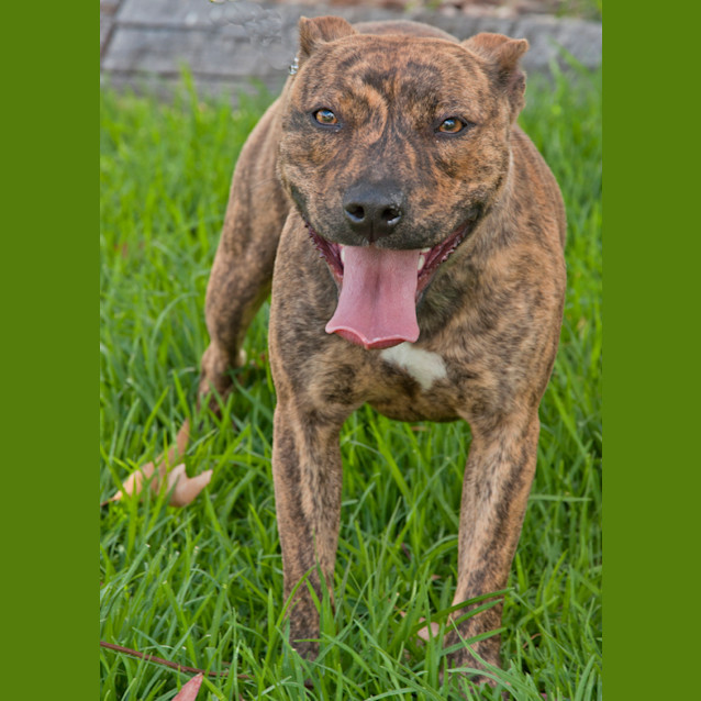 Photo of 1303 Daisy