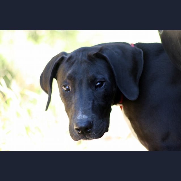 Photo of Chip