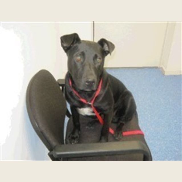 Photo of Urgent Foster Required