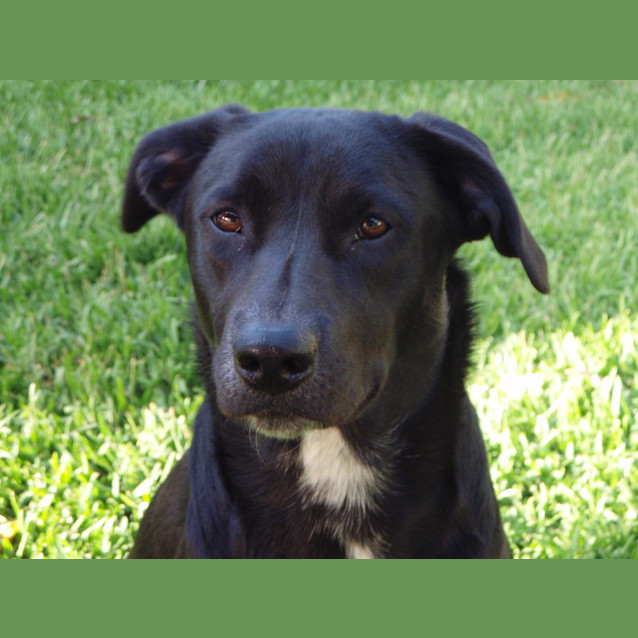 Photo of Missy (On Trial)
