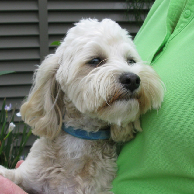 Photo of Louie