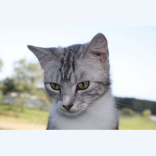 Photo of Diamond