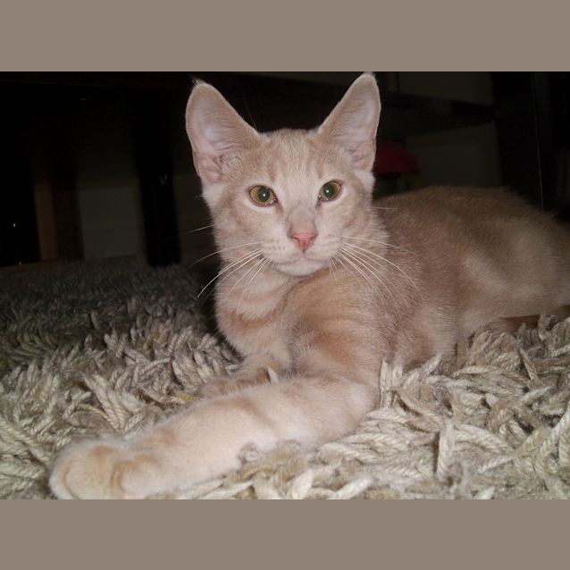 Photo of Ottis