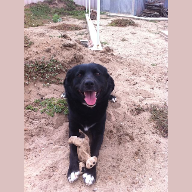 Photo of Buddy Av395 * On Trial *