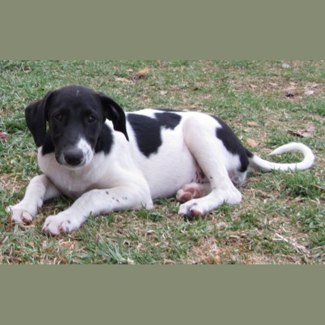 Photo of Adoption Pending!!!!Alice