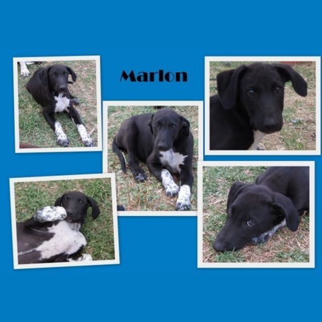 Photo of Adoption Pending Marlon