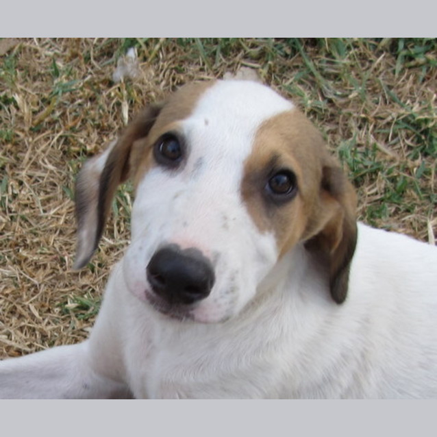 Photo of On Hold Adoption Pending Cupid