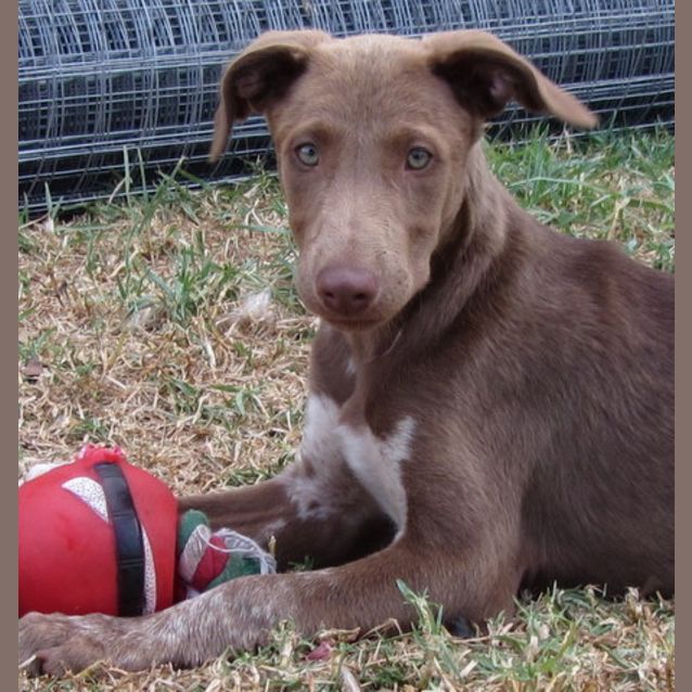 Photo of Adoption Pending Emily