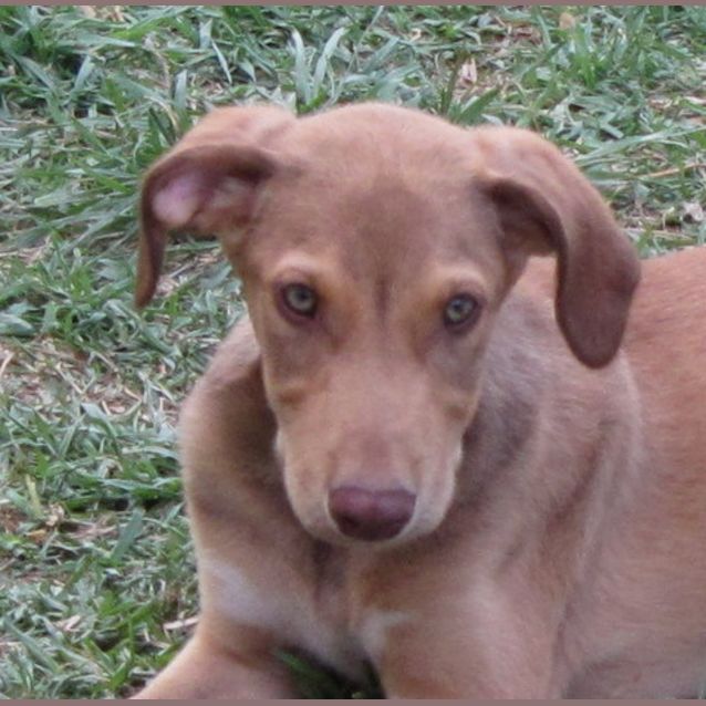 Photo of Adoption Pending Goldee