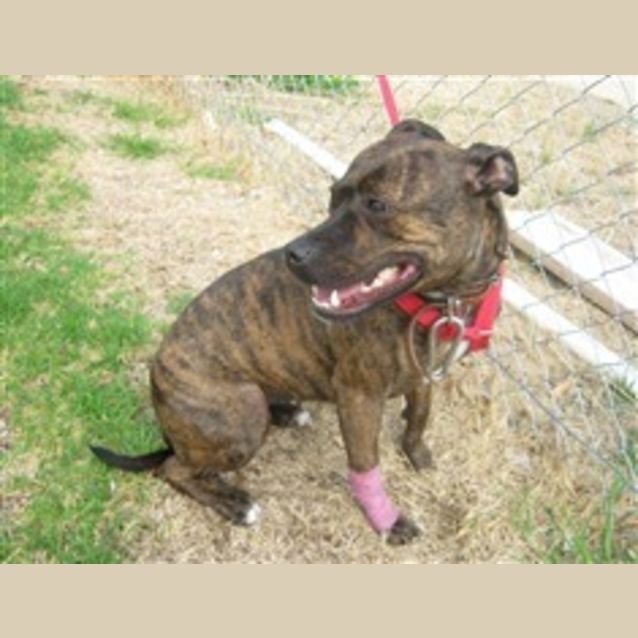 Photo of Very Sweet Girl In The Pound Friday Deadline
