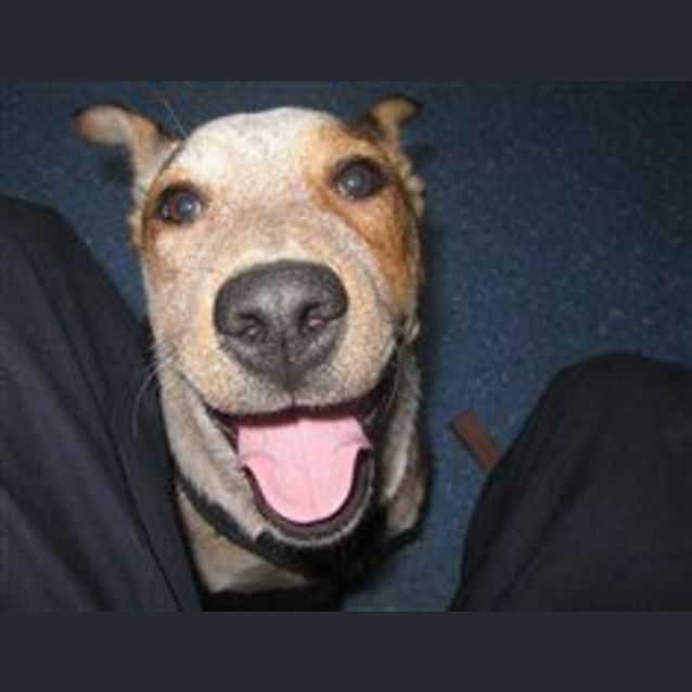Photo of Heeler Puppy In The Pound:(