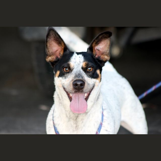 Photo of Maxi