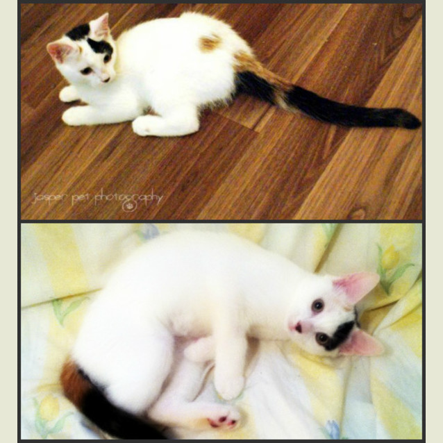 Photo of Daisy   On Trial In Her New Home!