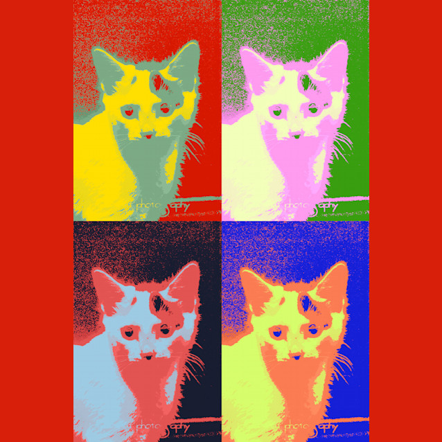 Photo of Daisy   On Trial In Her New Home!