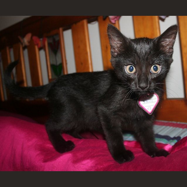 Photo of Talon